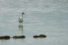 Recurvirostra avosetta