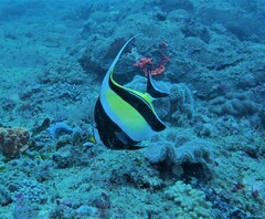 Zanclus cornutus