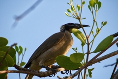 Philemon buceroides yorki