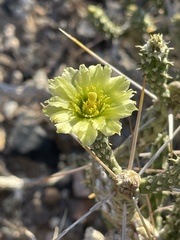 Cylindropuntia ramosissima