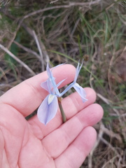 Moraea tripetala tripetala