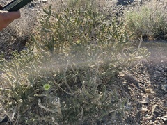 Cylindropuntia ramosissima