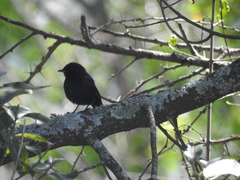 Melaenornis pammelaina ater