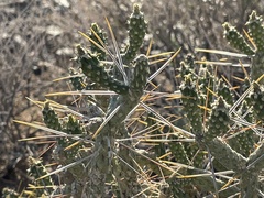 Cylindropuntia ramosissima