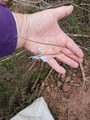 Moraea tripetala tripetala