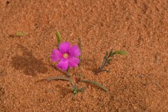 Calandrinia