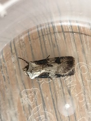 Agrotis puta