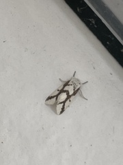 Euerythra phasma