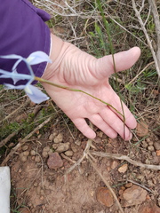 Moraea tripetala tripetala