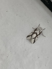 Euerythra phasma