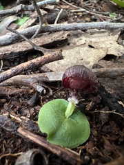 Corybas recurvus