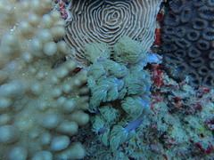 Conglomeratusclera coerulea