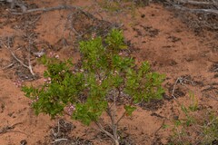 Diplopeltis petiolaris