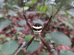 Argiope minuta