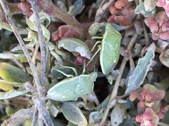 Chlorochroa uhleri