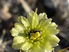 Anthophila