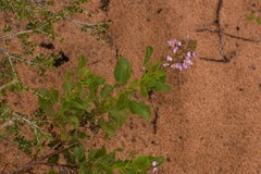Diplopeltis petiolaris