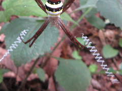 Argiope minuta