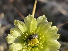 Anthophila