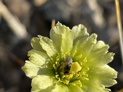 Anthophila