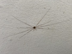 Dicranopalpus ramosus