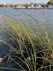 Schoenoplectus californicus