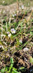 Euphrasia officinalis