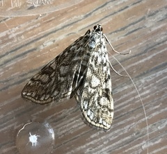 Elophila nymphaeata