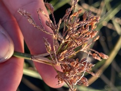 Schoenoplectus californicus