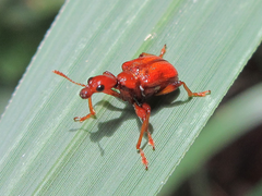 Attelabidae