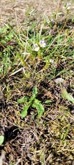 Euphrasia officinalis