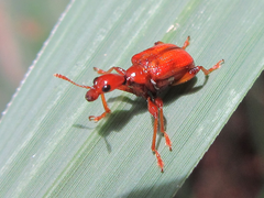 Attelabidae