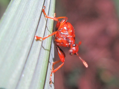 Attelabidae
