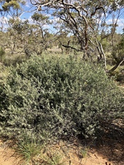 Eremophila glabra