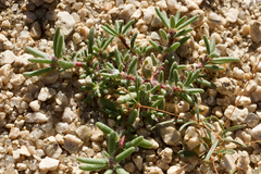 Portulaca halimoides