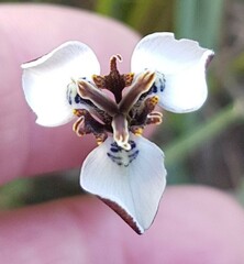 Moraea unguiculata