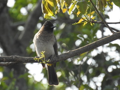 Pycnonotus barbatus layardi