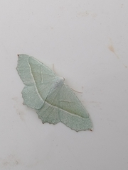 Campaea margaritaria