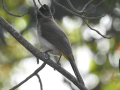 Pycnonotus barbatus layardi
