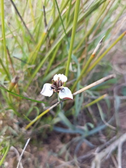 Moraea unguiculata