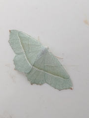 Campaea margaritaria