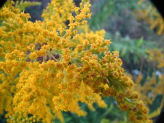 Solidago canadensis