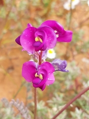 Swainsona