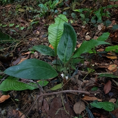 Scaphochlamys breviscapa