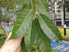 Ficus virens sublanceolata