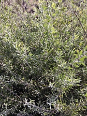 Eremophila glabra