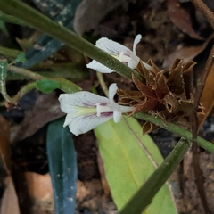 Scaphochlamys breviscapa