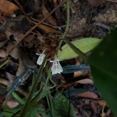 Scaphochlamys breviscapa