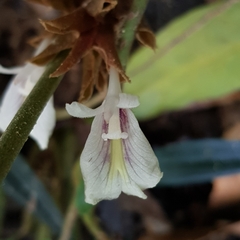 Scaphochlamys breviscapa