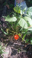 Alkekengi officinarum